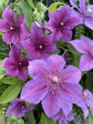 Clematis Adam&
