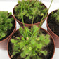 Sundew Drosera Carnivorous Plant - Live Plants in 3 Inch Pots - Beautiful Easy Care Indoor Tropical Carnivorous Plants