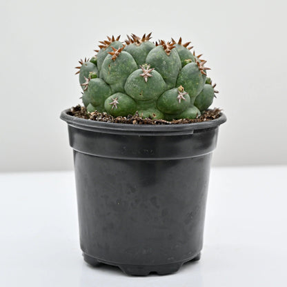 Variegated Beehive Cactus - 1 Live Plant in a 4 Inch Pot - Coryphantha - Extremely Rare Indoor Houseplant