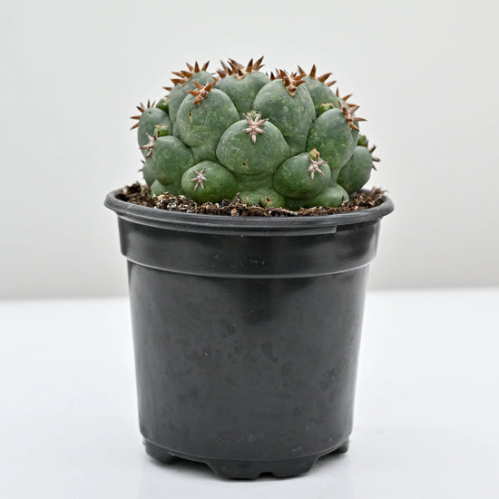 Variegated Beehive Cactus - 1 Live Plant in a 4 Inch Pot - Coryphantha - Extremely Rare Indoor Houseplant
