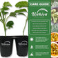 Purple Possum Passion Fruit Plant - 1 Live Plant in a 4 Inch Growers Pot - Passiflora Edulis - Edible Fruit Bearing Vine for The Patio and Garden