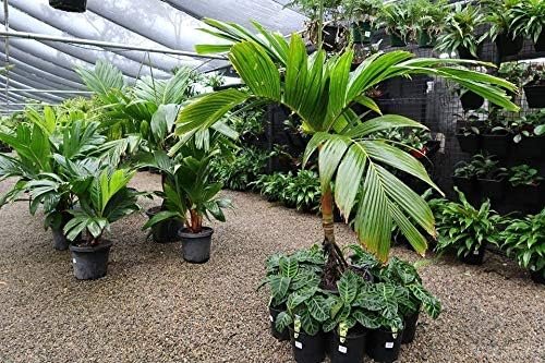ornamental areca palm Wekiva Foliage Maroon Crownshaft Palm Tree - Live Plant in a 4 in. Pot - Areca Vestiaria