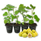 Fig Tree - 4 Live Starter Plants - Ficus Carica - Edible Fruit Tree for The Patio and Garden