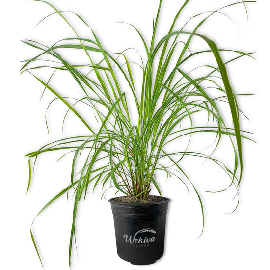 Lemongrass Plant - Live Plants in 1 Gallon Growers Pots - Cymbopogon Citratus - Beautiful and Decorative Edible Herb for Patio and Garden