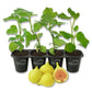 Fig Tree - 4 Live Starter Plants - Ficus Carica - Edible Fruit Tree for The Patio and Garden