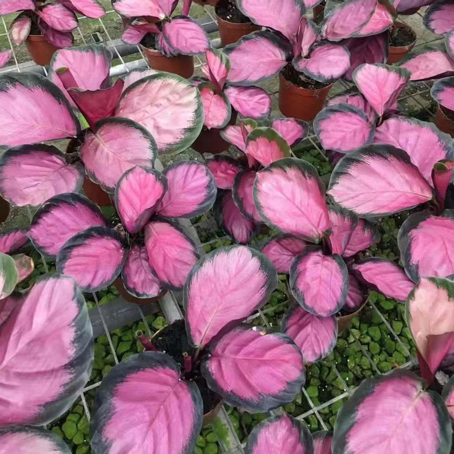 Crimson Calathea - Live Starter Plants - Calathea Picturata
