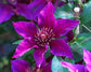 Clematis Fleuri - Live Starter Plants in 2 Inch Growers Pots - Starter Plants Ready for The Garden - Rare Clematis for Collectors