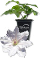 Clematis Hyde Hall - Live Starter Plants in 2 Inch Growers Pots - Starter Plants Ready for The Garden - Rare Clematis for Collectors