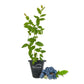 Blueberry Plant - 1 Live Starter Plant - Vaccinium - Edible Fruit Bearing Bush for The Patio and Garden