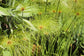 Papyrus Plant - Live Plant in a 10 Inch Pot - Cyperus Papyrus - Beautiful Foliage Dramatic Ornamental Aquatic Perennial Sedge