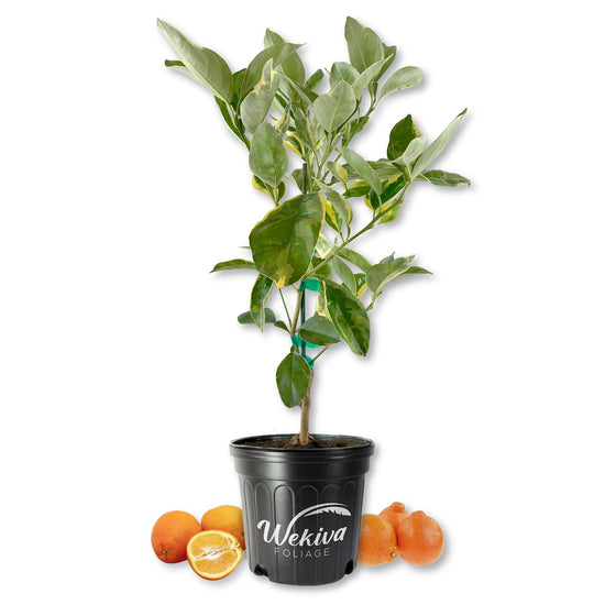 Minneola Tangelo Tree - Live Plants in 2 Gallon Pots - Florida Only - Fruit Bearing Citrus for Patio and Garden