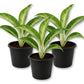 Aglaonema White Rain - Live Starter Plants - Aglaonema Commutatum