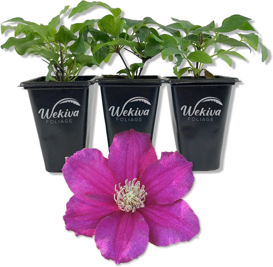 Clematis Cardinal Wyzynski - Live Starter Plants in 2 Inch Growers Pots - Starter Plants Ready for The Garden - Rare Clematis for Collectors