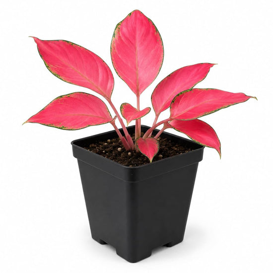 Lucky Red Aglaonema - Single - 3 Inch Pot - Aglaonema Commutatum