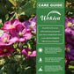 Clematis Ville de Lyon - Live Starter Plants in 2 Inch Growers Pots - Clematis &