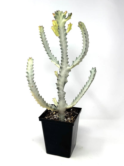 White Ghost Cactus - 1 Live Plant in a 4 Inch Pot - Euphorbia Lactea &