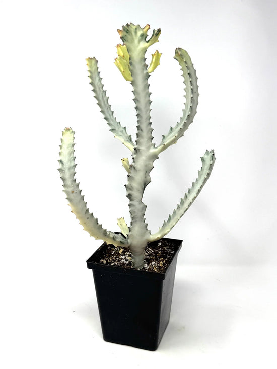 White Ghost Cactus - 1 Live Plant in a 4 Inch Pot - Euphorbia Lactea &