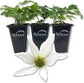Clematis Sweet Autumn Paniculata - Live Starter Plants in 2 Inch Growers Pots - Starter Plants Ready for The Garden - Rare Clematis for Collectors