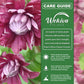 Clematis Purpurea Plenas Elegans - Live Starter Plants in 2 Inch Growers Pots - Starter Plants Ready for The Garden - Beautiful Purple Flowering Vine