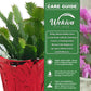 Christmas Cactus - Live Starter Plants - Schlumbergera Bridgesii - Beautiful Colorful Tropical Indoor Succulent