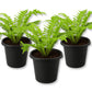 Silver Lady Tree Fern - Live Starter Plants - Blechnum Gibbum