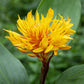 Golden Brush Ginger - Live Starter Plants - Burbidgea Schizocheila - Bold Dense Textured Outdoor