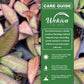 Hoya Rosita Plant - 1 Live Plant in a 4 Inch Growers Pot - Hoya Wayetii × Tsangii - Colorful Succulent Easy Care Houseplant