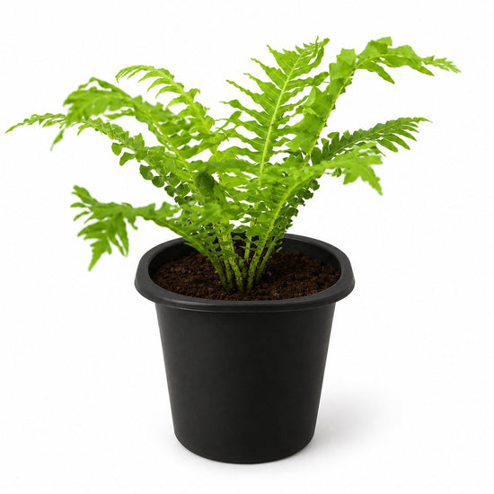Silver Lady Tree Fern - Live Starter Plants - Blechnum Gibbum