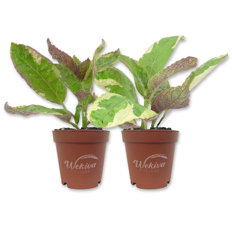 snow white plant indoor Snow White Waffle Plant - Live Starter Plants in 2 Inch Growers Pots