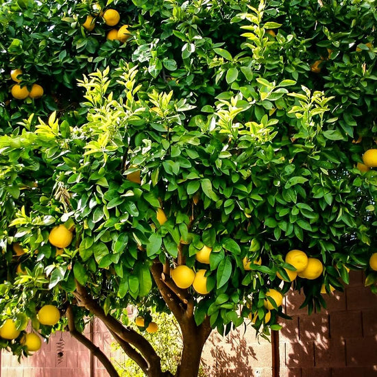 Ponderosa Lemon Tree - Live Plants in 1 Gallon Pots - Florida Only - Beautiful Fruit Bearing Citrus for Patio and Garden