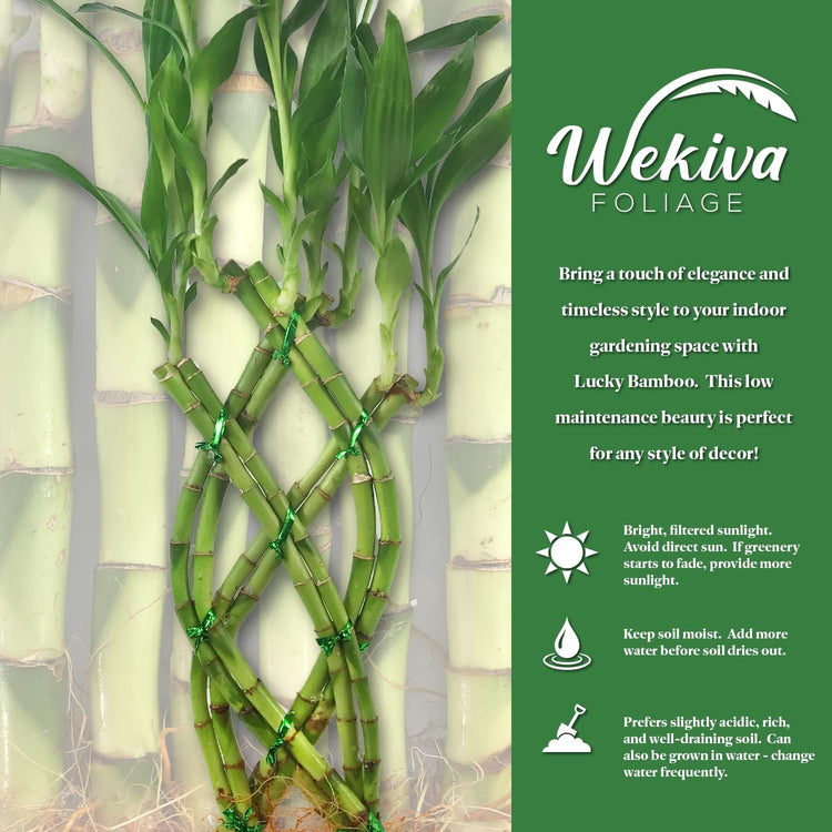 10 stalks of lucky bamboo Lucky Indoor Bamboo Trellis - Live Plant - Ships Bare Root - Approx 10 Inch Tall Trellis Shaped Stalks