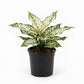 Snowflake Aglaonema - Single - 4 Inch Pot - Aglaonema Commutatum