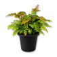 Bronze Venus Fern - Live Starter Plants - Adiantum Hispidulum