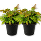 Bronze Venus Fern - Live Starter Plants - Adiantum Hispidulum