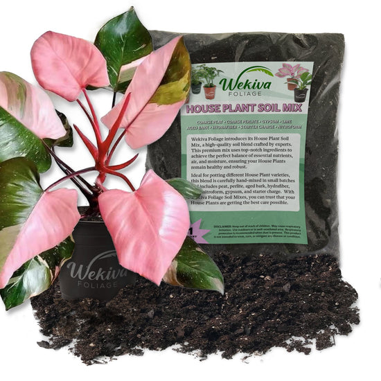 Pink Princess Philodendron and Soil Mix Combo - Live Plant in a 4 Inch Pot with 1 Quart HousePlant Soil Mix - Philodendron Erubescens ‘Pink Princess’ with Custom Soil Blend