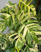 Golden Flame Epipremnum - 1 Live Plant in a 4 Inch Pot - Epipremnum Pinnatum - Extremely Rare Houseplant