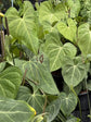 Clarinervium Anthurium - 1 Live Plant in a 4 Inch Pot - Anthurium Clarinervium - Bold Elegant Textured Sculptural Houseplant