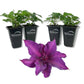 Clematis Fleuri - Live Starter Plants in 2 Inch Growers Pots - Starter Plants Ready for The Garden - Rare Clematis for Collectors
