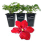 Clematis Charmaine - Live Starter Plants in 2 Inch Growers Pots - Starter Plants Ready for The Garden - Rare Clematis for Collectors