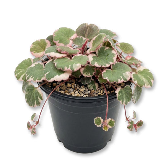 Strawberry Begonia - Single - 4 Inch Pot - Saxifraga Stolonifera