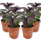 Persian Shield Plant - Live Starter Plants - Strobilanthes Dyerianus