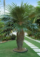 Old Man Palm - Live Plant in a 3 Gallon Pot - Coccothrinax Crinita - Extremely Rare and Unusual Ornamental Palms of Florida