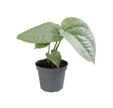 Silver Amydrium - 1 Live Plant in a 4 Inch Pot - Amydrium Medium - Beautiful Bold Textured Climbing Houseplant
