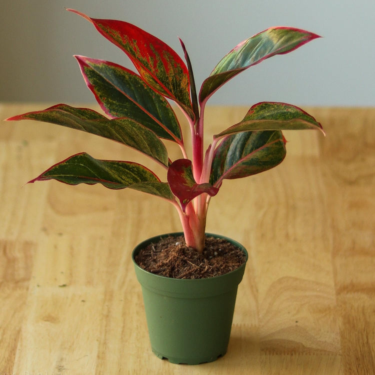 aglaonema firecracker Aglaonema Firecracker - Live Plant in an 8 Inch Growers Pot