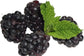Boysenberry - Live Starter Plants - Rubis Ursinus x Rubus Idaeus - Grow Your Own Fruit in The Garden or Patio