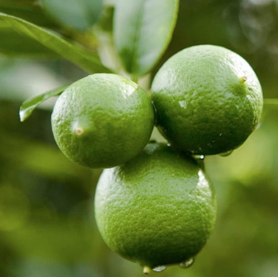 Key Lime Tree - Live Plants in 1 Gallon Pots - Florida Only - Beautiful Fruit Bearing Tree for Patio and Garden
