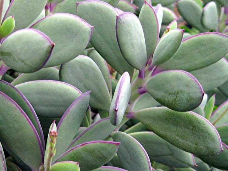 succulent with purple edges Vertical Leaf Plant - Live Starter Plants in 2 Inch Growers Pots
