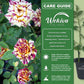 Simsalabim Rose Bush - Live Starter Plants in 2 Inch Growers Pots - Beautifully Fragrant Hybrid Tea Rose - A Versatile Beauty with Large Blooms