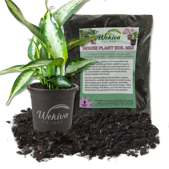 Dieffenbachia Panther & Houseplant Soil Combo - Live Plant in a 4 Inch Pot with 1 Quart House Plant Soil Mix - Dieffenbachia maculata Panther with Custom Soil Blend