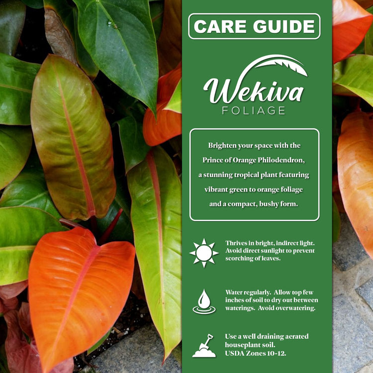 philodendron erubescens soil Wekiva Foliage Prince of Orange Philodendron and Soil Mix Combo- Live Plant in a 4 in. Pot with 1 Quart Houseplant Soil Mix